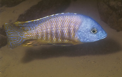 Otopharynx sp. 'heterodon boadzulu' Boadzulu Island